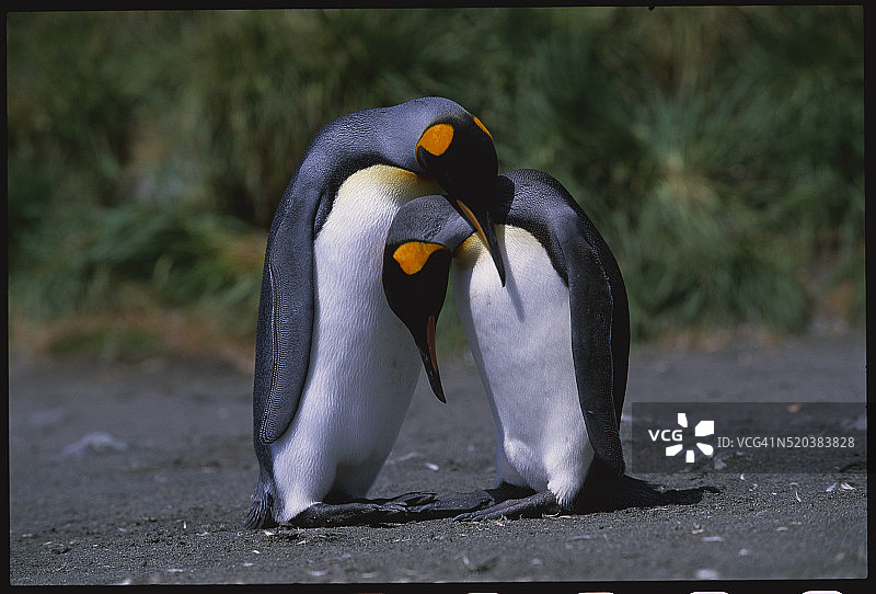 帝企鹅求偶图片素材