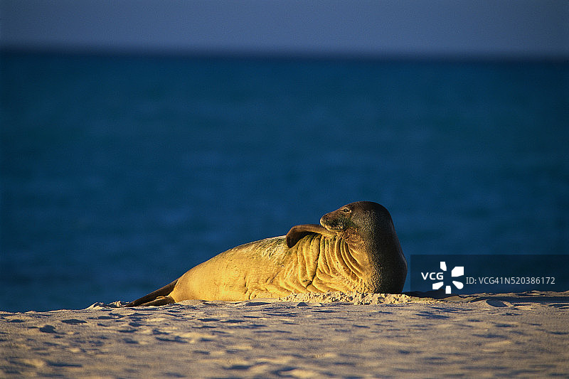 海滩上的夏威夷僧海豹图片素材