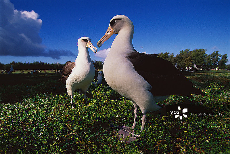 莱桑信天翁图片素材