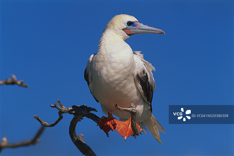 红脚鲣鸟图片素材
