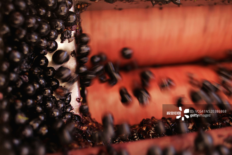 进入榨汁机的葡萄图片素材