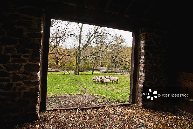 从旧谷仓向外看，羊群安静地吃草图片素材