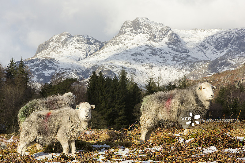 兰谷中的兰谷派克峰图片素材