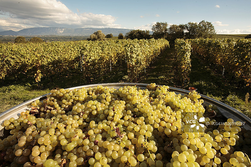 霞多丽葡萄采摘图片素材