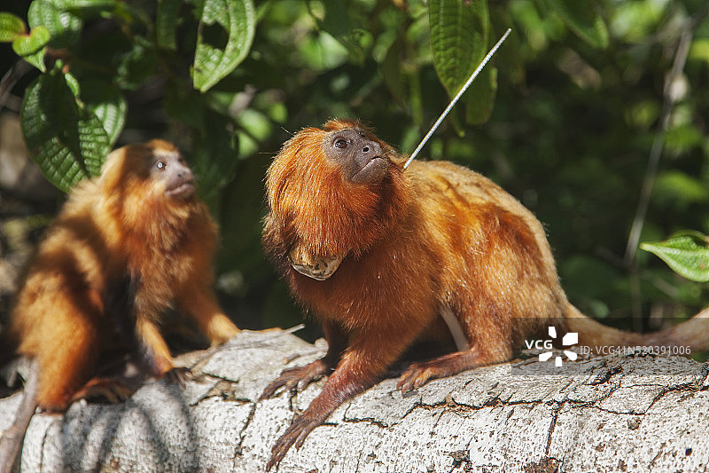 佩戴无线电项圈的金色狮子 tamarins 猴图片素材