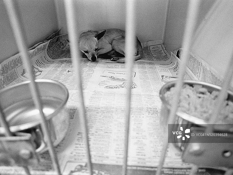 收容所里的流浪狗图片素材