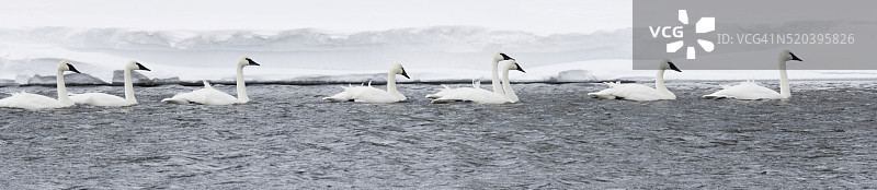 大号角天鹅图片素材