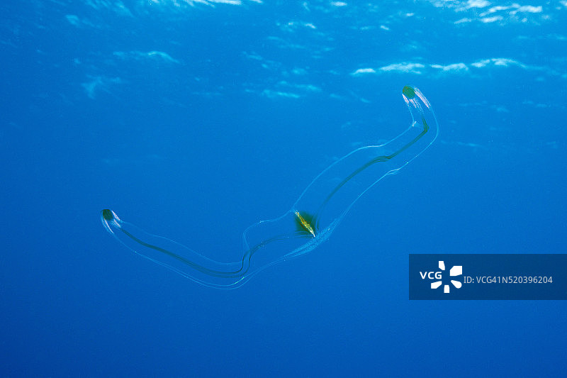 维纳斯带栉水母图片素材