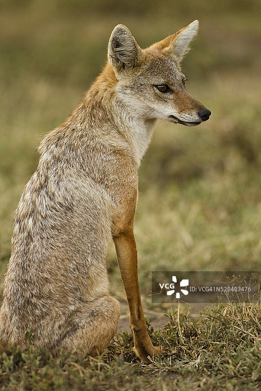坐在塞伦盖蒂草原上的金豺图片素材