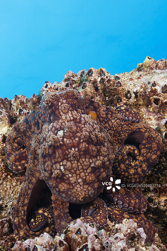 普通章鱼的伪装（Octopus vulgaris）图片素材