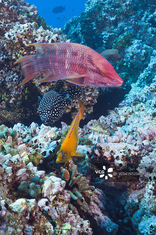 墨西哥猪鱼、克拉里昂神仙鱼和珠鸡河豚图片素材
