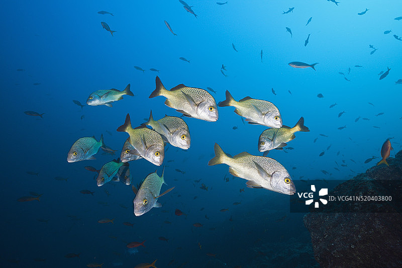 断带猪齿鱼图片素材