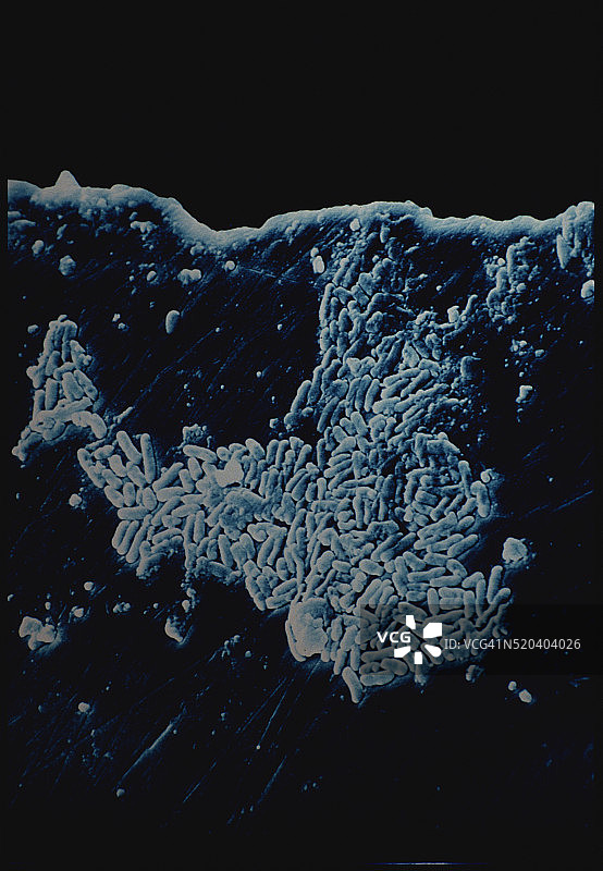 铜绿假单胞菌图片素材