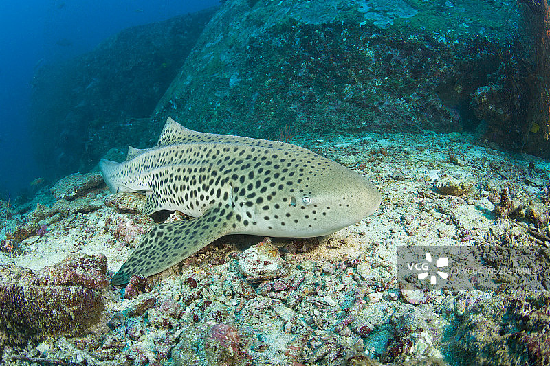 豹纹鲨图片素材