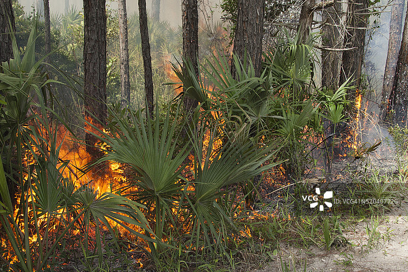 佛罗里达州圣马克斯国家野生动物保护区的控制燃烧图片素材