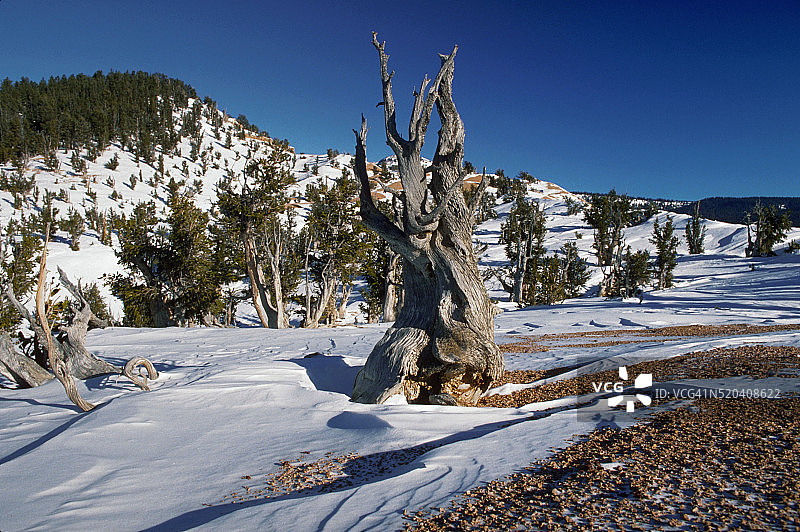 冬季的球果松树图片素材