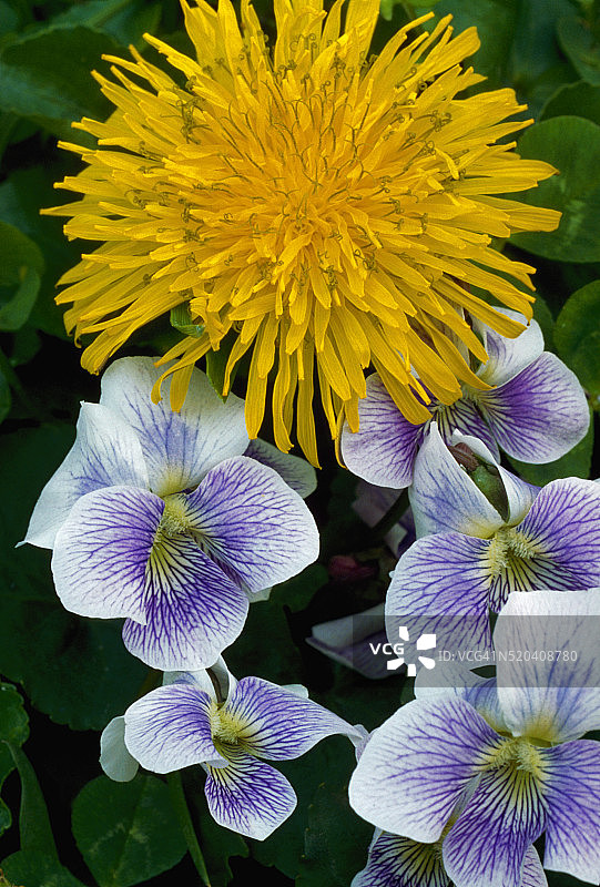 蒲公英和紫罗兰图片素材