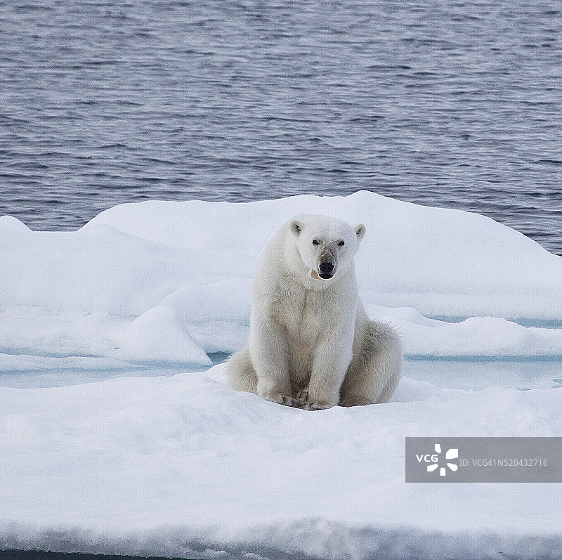 佩戴无线电项圈的北极熊在海冰上，斯瓦尔巴群岛图片素材