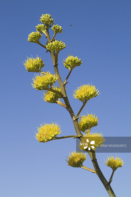 盛开的沙漠龙舌兰图片素材
