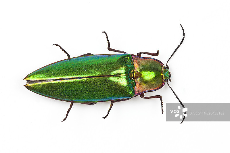 俯视角度下的亚洲宝石甲虫图片素材