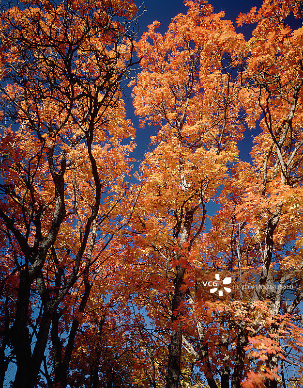 秋色中的大齿枫图片素材