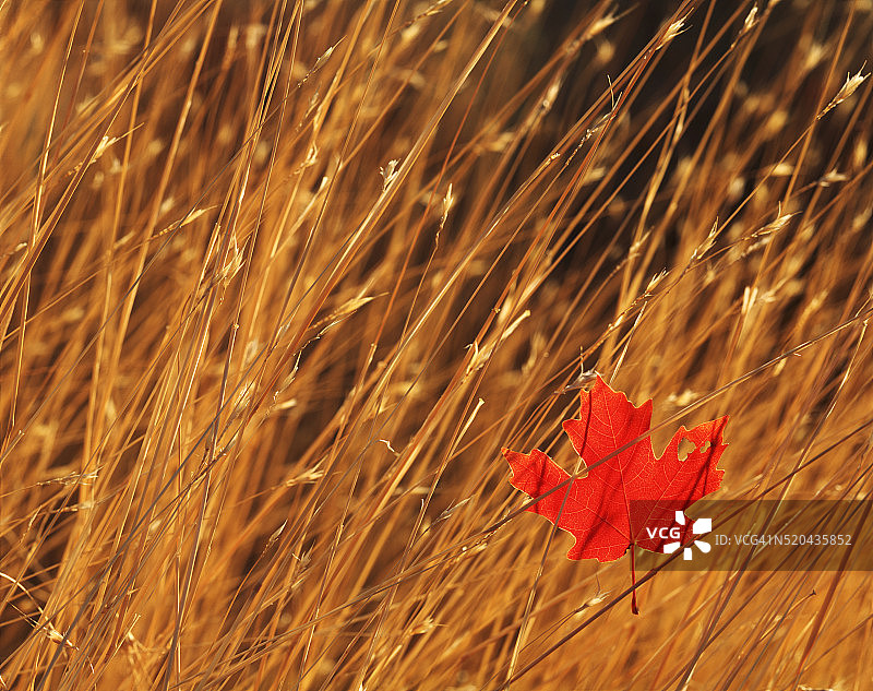 金色草地上的红色枫叶图片素材