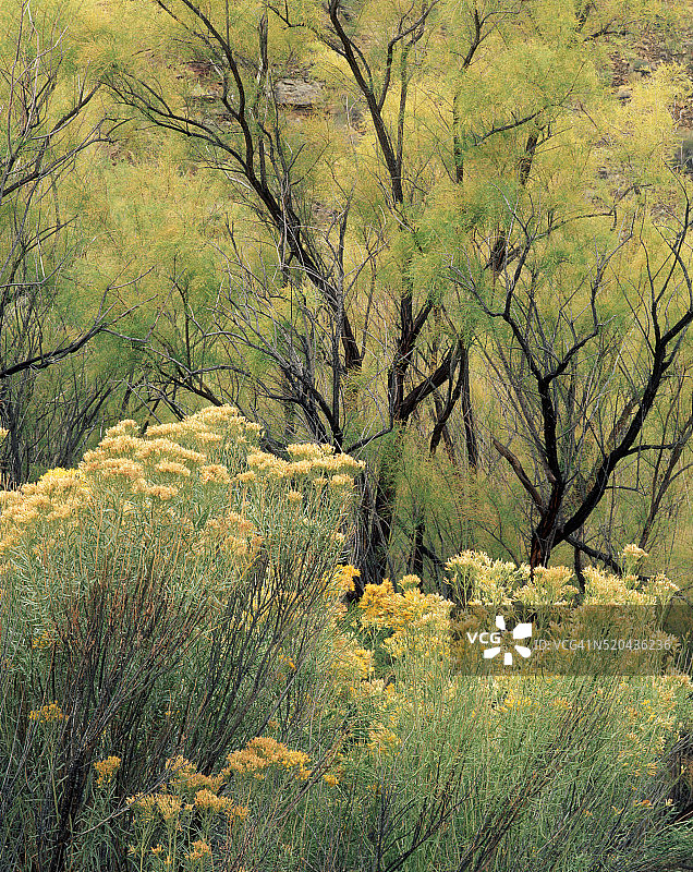 兔灌木和柽柳图片素材