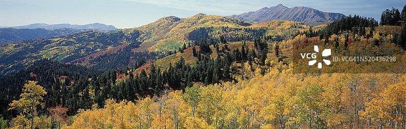 尼波山附近的秋季白杨树图片素材