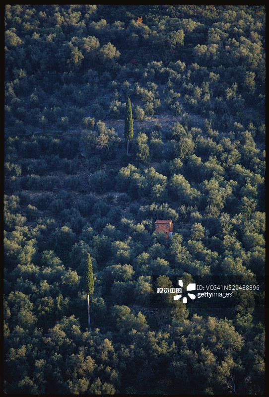 农场上的橄榄园图片素材