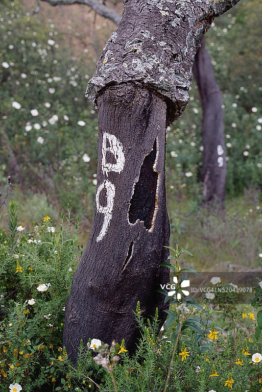 栓皮栎树图片素材