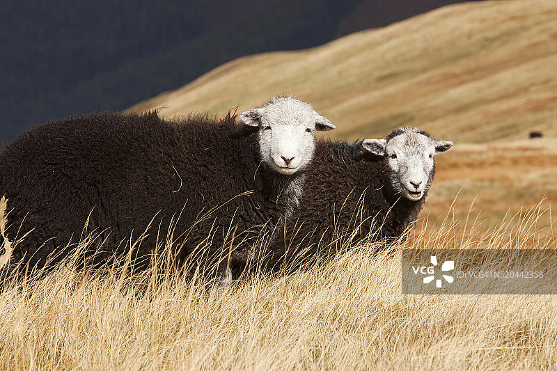 湖区山丘上的小赫德威克绵羊图片素材