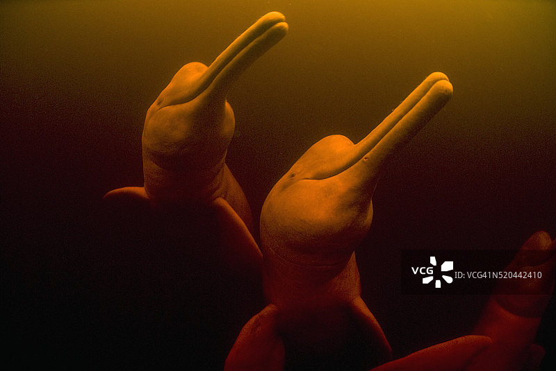 亚马逊河海豚，又称粉红海豚图片素材