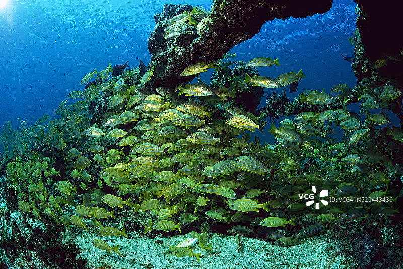 沉船旁的蓝纹石鲈鱼群图片素材