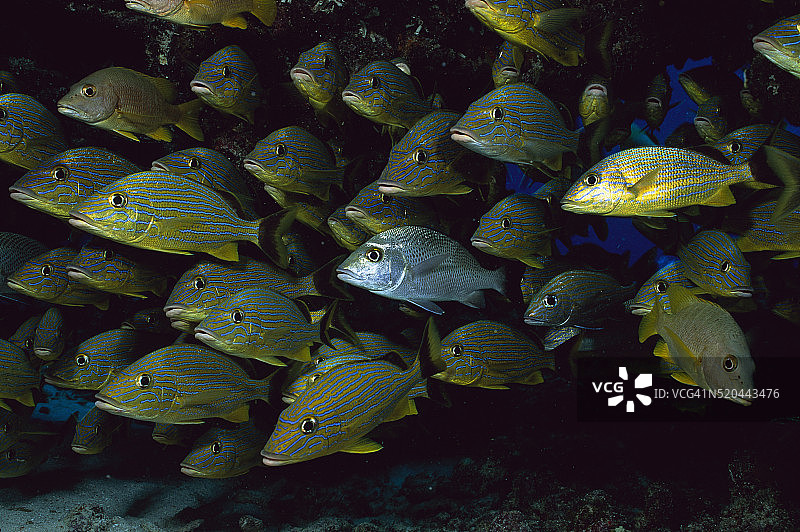 蓝条 grunts 鱼群图片素材