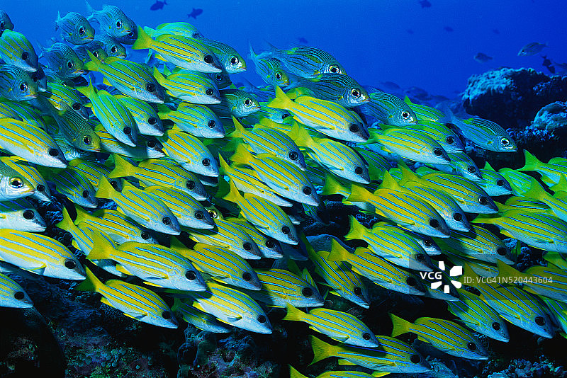 蓝纹鲷鱼群图片素材