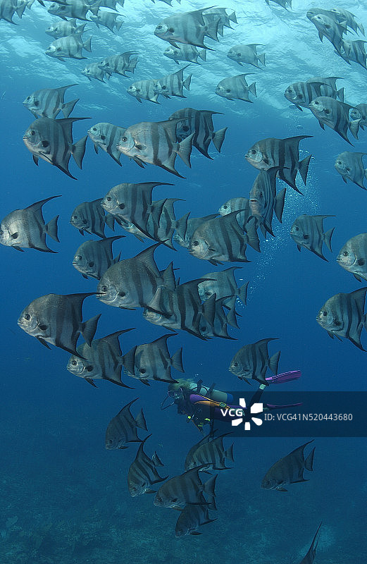 潜水员在北大西洋鲳鱼群附近游泳图片素材