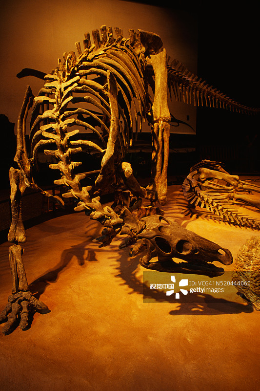 恐龙骨骼展示图片素材