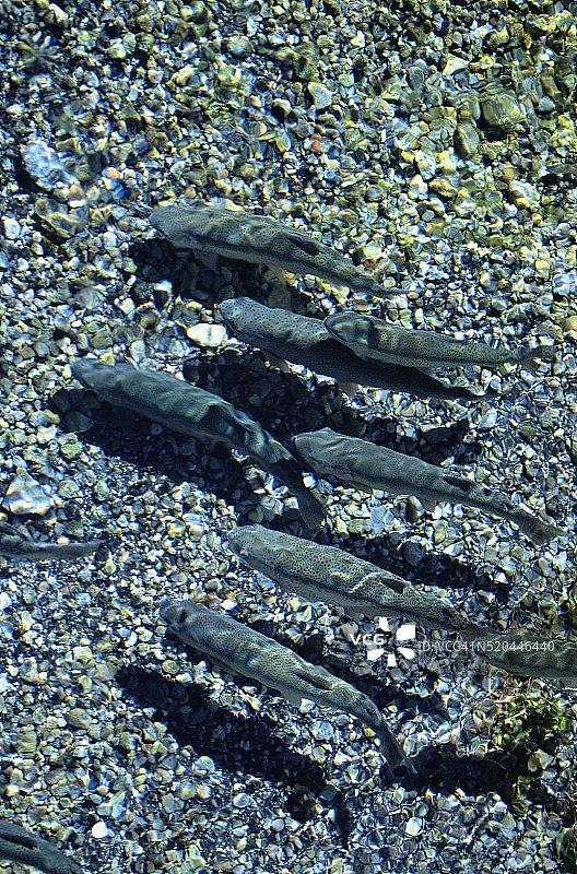 棕色割喉鳟鱼图片素材