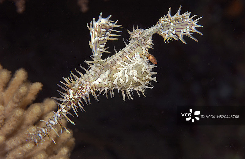 万花筒幽灵海龙图片素材