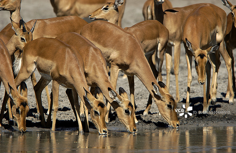 非洲的黑脸黑斑羚图片素材