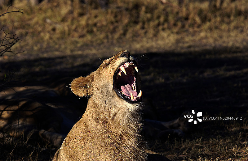 博茨瓦纳的露齿母狮图片素材
