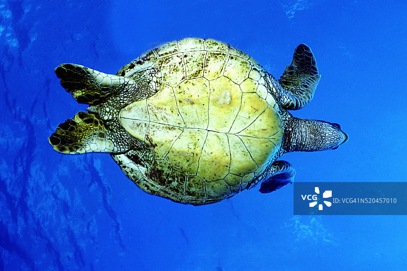 从下方看到的绿海龟图片素材