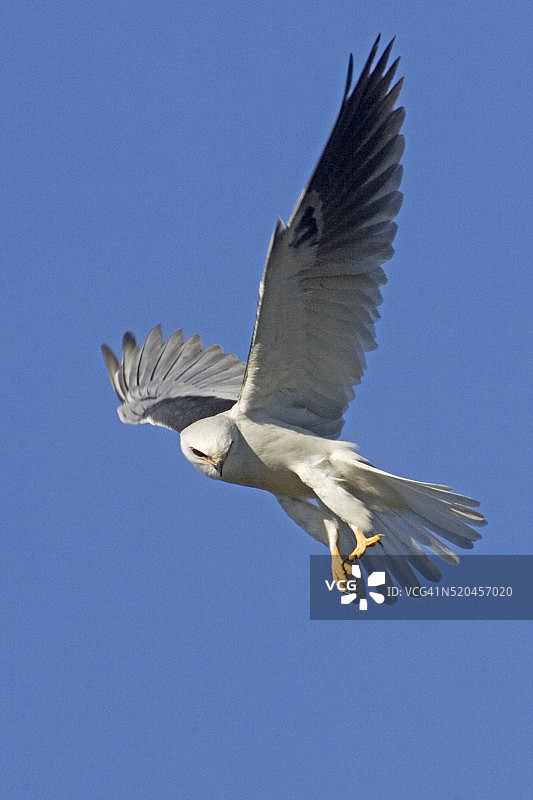 白尾鸢正在捕猎图片素材