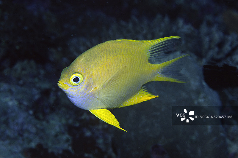 金色海金鱼图片素材