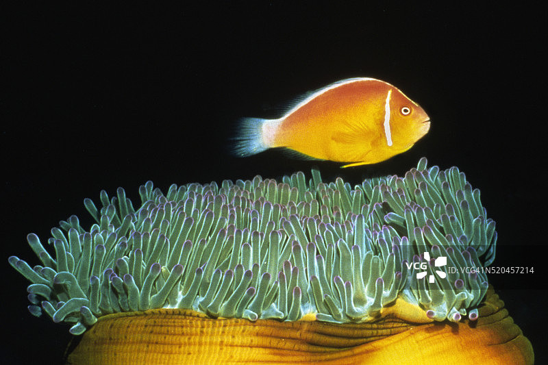 粉红海葵鱼悬浮在壮丽的海葵之上图片素材