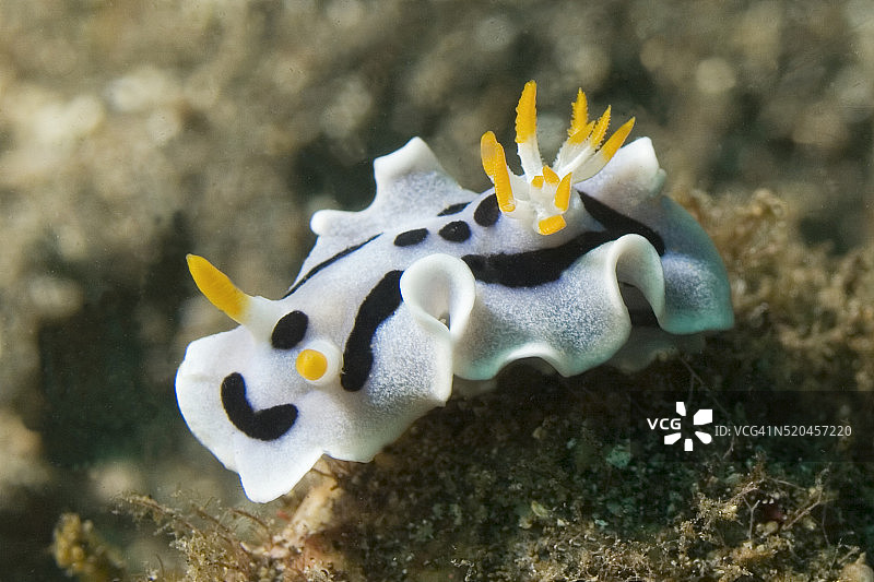 蓝碧海峡的博氏多彩海蛞蝓图片素材