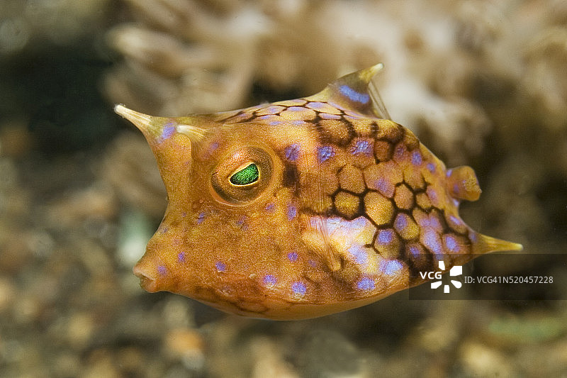 蓝碧海峡幼鱼角箱鲀图片素材