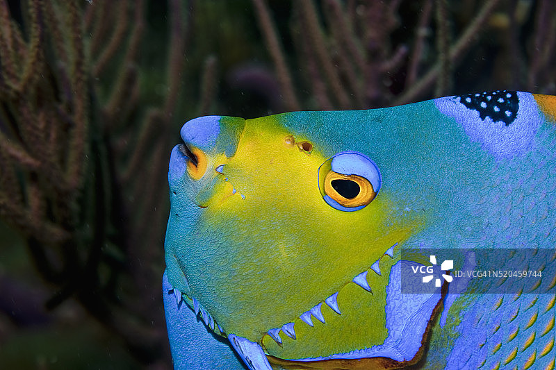 女王神仙鱼的面部和鳃部特写图片素材