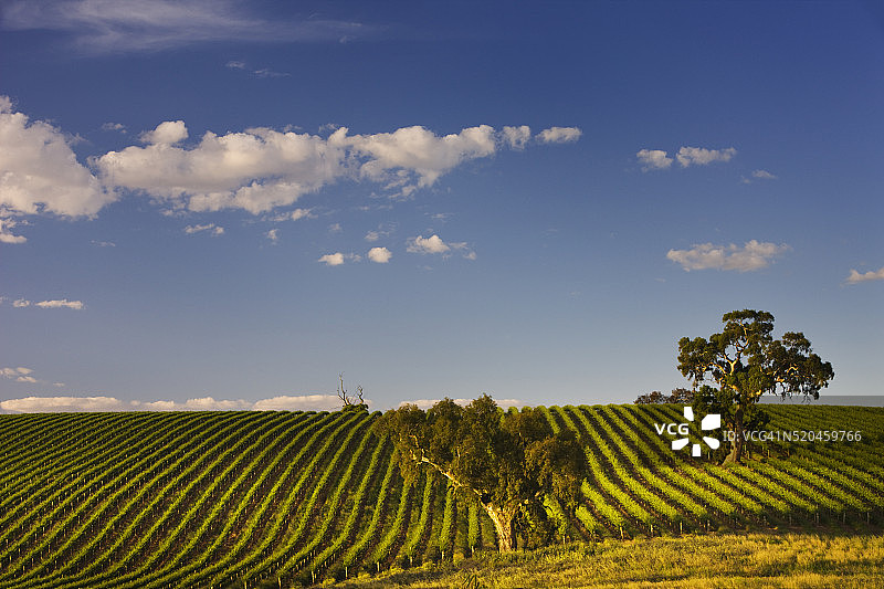 巴罗萨谷葡萄园中的桉树图片素材