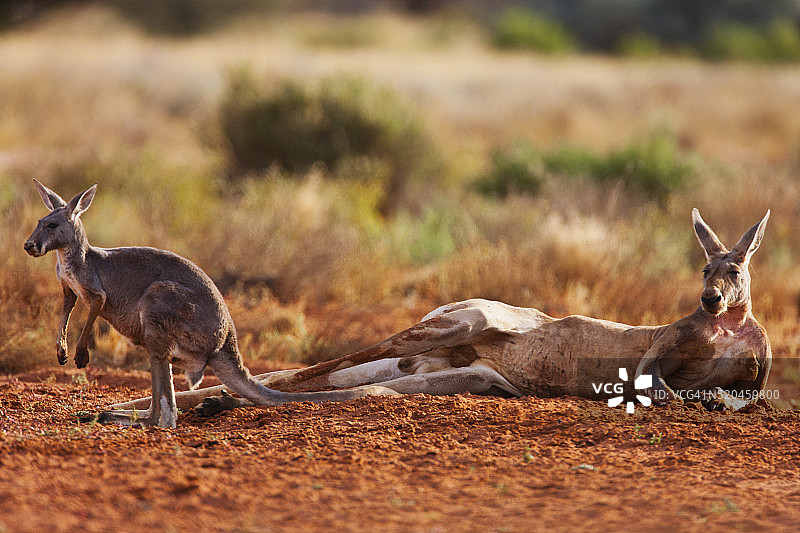 大型雄性袋鼠和它的伴侣在地上打滚图片素材